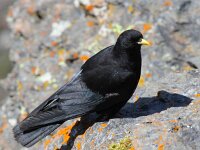 Pyrrhocorax graculus 26, Alpenkauw, Saxifraga-Bart Vastenhouw