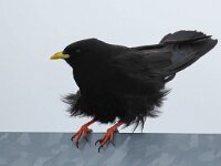 Pyrrhocorax graculus 29, Alpenkauw, Saxifraga-Bart Vastenhouw