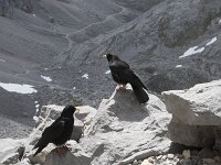 Pyrrhocorax graculus 29, Alpenkauw, Saxifraga-Willem van Kruijsbergen