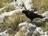 Pyrrhocorax graculus 3, Alpenkauw, Saxifraga-Jan van der Straaten