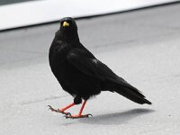 Pyrrhocorax graculus 33, Alpenkauw, Saxifraga-Bart Vastenhouw
