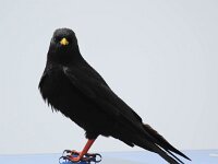 Pyrrhocorax graculus 34, Alpenkauw, Saxifraga-Bart Vastenhouw