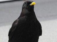 Pyrrhocorax graculus 35, Alpenkauw, Saxifraga-Bart Vastenhouw