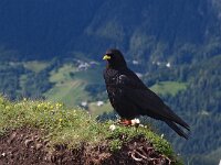 Pyrrhocorax graculus 36, Alpenkauw, Saxifraga-Hans Dekker