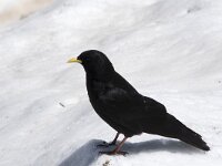 Pyrrhocorax graculus 41, Alpenkauw, Saxifraga-Willem van Kruijsbergen