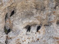 Pyrrhocorax graculus 42, Alpenkauw, Saxifraga-Willem van Kruijsbergen