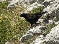 Pyrrhocorax graculus 44, Alpenkauw, Saxifraga-Jan van der Straaten