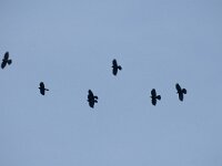 Pyrrhocorax graculus 9, Alpenkauw, Saxifraga-Jan van der Straaten