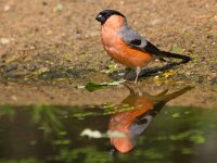 Pyrrhula pyrrhula 10, Goudvink, Saxifraga-Jan Nijendijk
