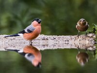 Pyrrhula pyrrhula 101, Goudvink, adult, male, Saxifraga-Theo Verstrael