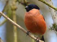 Pyrrhula pyrrhula 16, Goudvink, Saxifraga-Theo Verstrael