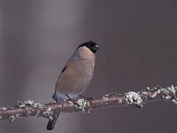 Pyrrhula pyrrhula 4, Goudvink, female, Saxifraga-Arie de Knijff