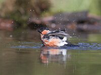 Pyrrhula pyrrhula 5, Goudvink, Saxifraga-Mark Zekhuis