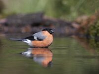 Pyrrhula pyrrhula 8, Goudvink, Saxifraga-Mark Zekhuis
