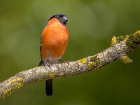 Eurasian bullfinch male  Eurasian bullfinch (Pyrrhula pyrrhula) perched on branch with green background : Eurasian, Netherlands, Songbird, animal, asia, background, beautiful, beauty, bird, birds, black, branch, bullfinch, closeup, cold, color, common, cute, europe, exotic, fauna, finch, forest, france, garden, germany, green, italy, male, natural, nature, one, orange, portrait, portugal, pyrrhula, red, russia, single, snow, spain, summer, tree, white, wild, wildlife, winter