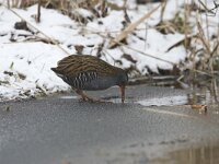 Rallus aquaticus 12, Waterral, Saxifraga-Luc Hoogenstein : Alcedo atthis, Common Kingfisher, brach, eerste winterkleed, eerstjaars, first winter plumage