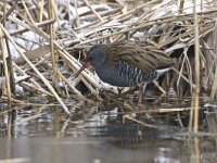 Rallus aquaticus 13, Waterral, Saxifraga-Luc Hoogenstein : Alcedo atthis, Common Kingfisher, brach, eerste winterkleed, eerstjaars, first winter plumage