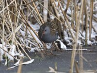 Rallus aquaticus 14, Waterral, Saxifraga-Luc Hoogenstein : Alcedo atthis, Common Kingfisher, brach, eerste winterkleed, eerstjaars, first winter plumage