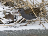 Rallus aquaticus 15, Waterral, Saxifraga-Luc Hoogenstein : Alcedo atthis, Common Kingfisher, brach, eerste winterkleed, eerstjaars, first winter plumage
