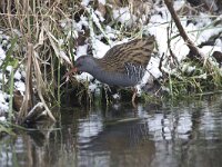 Rallus aquaticus 16, Waterral, Saxifraga-Luc Hoogenstein : Alcedo atthis, Common Kingfisher, brach, eerste winterkleed, eerstjaars, first winter plumage