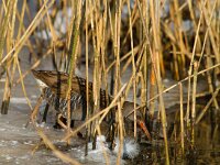 waterral  waterral bij Vogeleiland Stadsweiden te Harderwijk : Rallus aquaticus