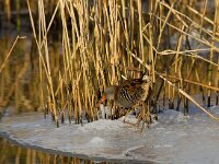 waterral  waterhoen bij Vogeleiland Stadsweiden te Harderwijk : Rallus aquaticus