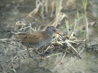 Rallus aquaticus 2, Waterral, Saxifraga-Piet Munsterman