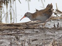 Rallus aquaticus 23, Waterral, Saxifraga-Mark Zekhuis