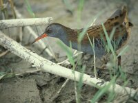 Rallus aquaticus 3, Waterral, Saxifraga-Piet Munsterman