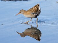 Rallus aquaticus 43, Waterral, Saxifraga-Luc Hoogenstein : Vlieland
