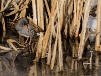 Rallus aquaticus 46, Waterral, adult, Saxifraga-Theo Verstrael