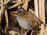 Rallus aquaticus 47, Waterral, adult, Saxifraga-Theo Verstrael