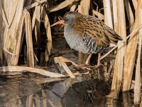 Rallus aquaticus 48, Waterral, adult, Saxifraga-Theo Verstrael