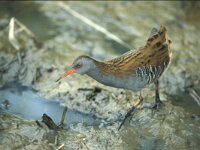Rallus aquaticus 5, Waterral, Saxifraga-Piet Munsterman