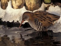 Rallus aquaticus 7, Waterral, Saxifraga-Arie de Knijff