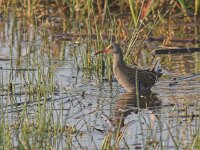Rallus aquaticus 8, Waterral, Saxifraga-Luc Hoogenstein