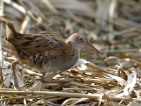 Rallus aquaticus 9, Waterral, Saxifraga-Piet Munsterman