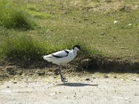 Recurvirostra avosetta 10, Kluut, Saxifraga-Marijke Verhagen