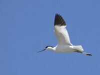 Recurvirostra avosetta 103, Kluut, adult, Saxifraga-Theo Verstrael