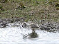 Recurvirostra avosetta 106, Kluut, chicken, Saxifraga-Theo Verstrael