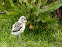 Recurvirostra avosetta 108, Kluut, chicken, Saxifraga-Theo Verstrael