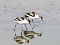 Recurvirostra avosetta 17, Kluut, juvenile, Saxifraga-Piet Munsterman