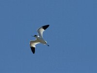 Recurvirostra avosetta 25, Kluut, Saxifraga-Jan van der Straaten