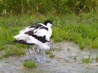 Recurvirostra avosetta 26, Kluut, Saxifraga-Piet Munsterman