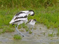 Recurvirostra avosetta 3, Kluut, Saxifraga-Piet Munsterman