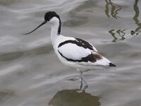 Recurvirostra avosetta 31, Kluut, Saxifraga-Peter Meininger