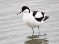 Recurvirostra avosetta 40, Kluut,Saxifraga-Bart Vastenhouw