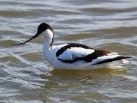 Recurvirostra avosetta 49, Kluut, Saxifraga-Bart Vastenhouw  Kluut