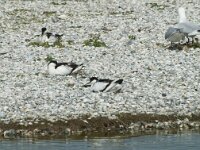 Recurvirostra avosetta 51, Kluut, Saxifraga-Willem van Kruijsbergen