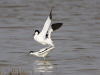 Recurvirostra avosetta 54, Kluut, Saxifraga-Peter Meininger